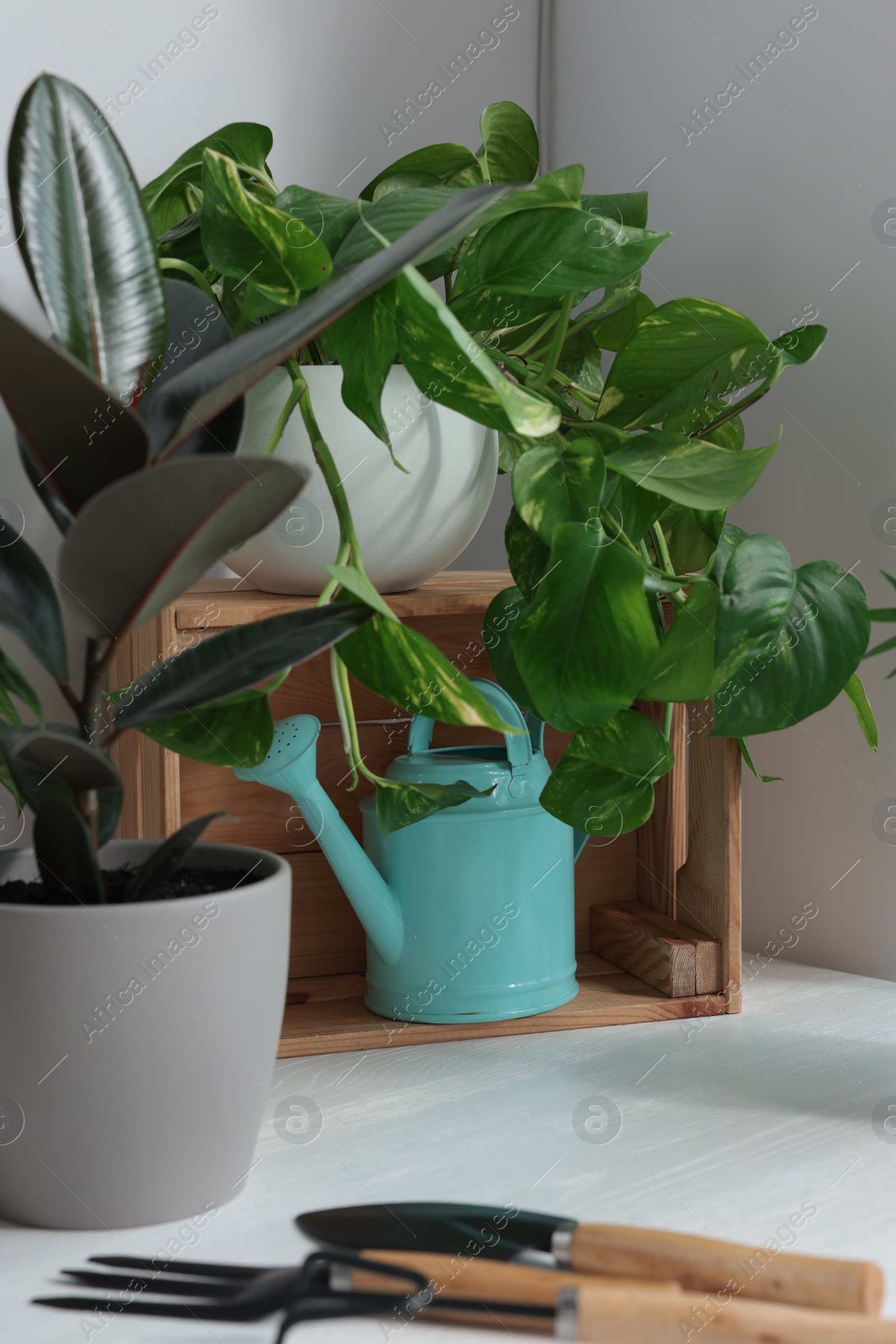 Photo of White table with different beautiful houseplants and gardening tools indoors