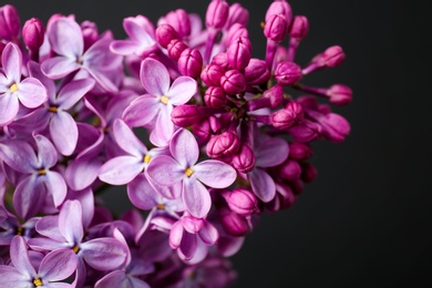 Beautiful blossoming lilac on dark background. Spring flowers