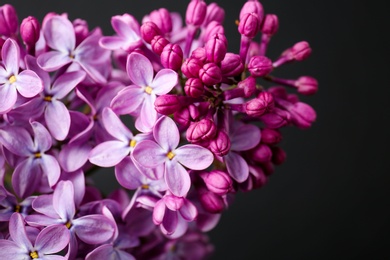 Photo of Beautiful blossoming lilac on dark background. Spring flowers