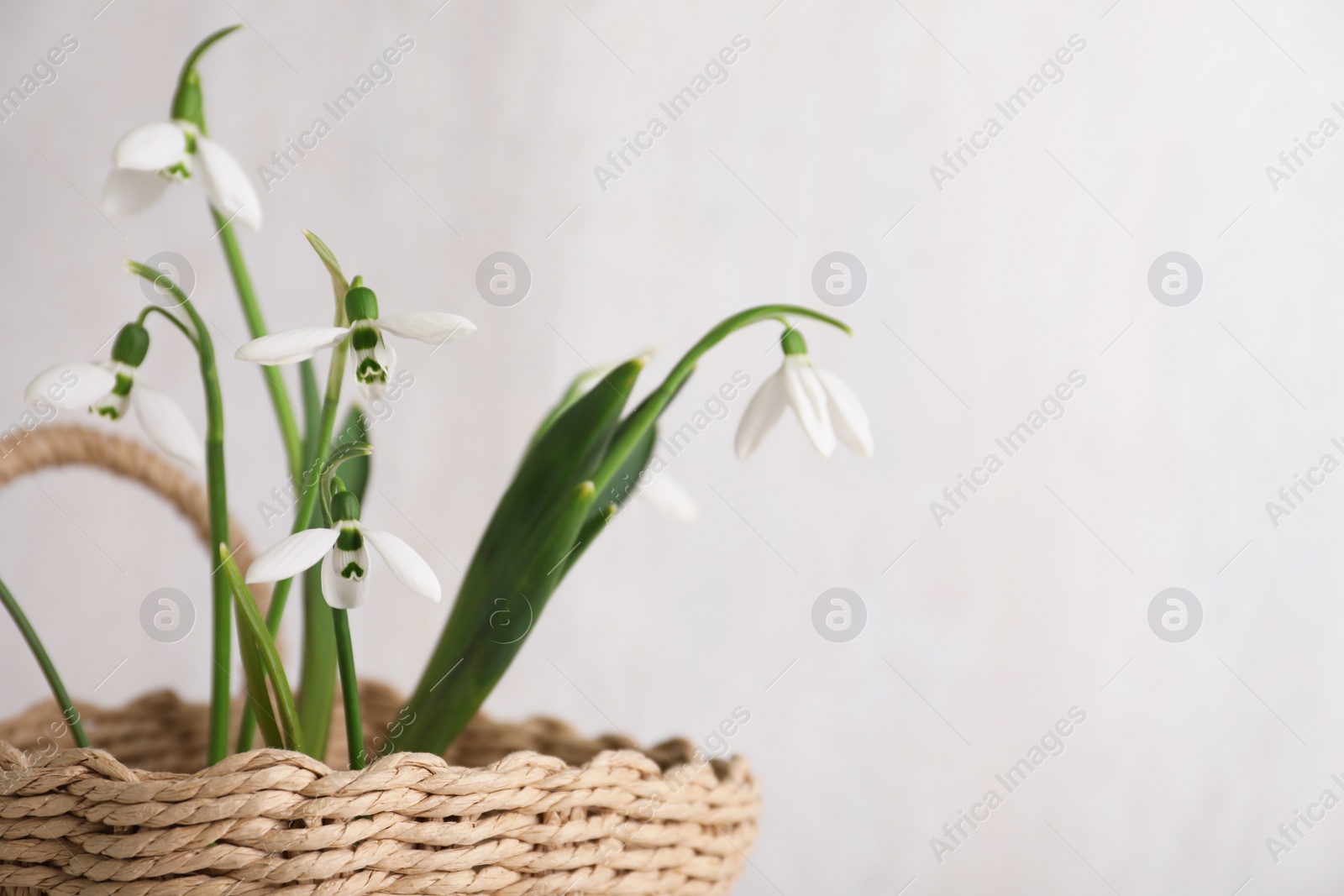 Photo of Beautiful snowdrops in wicker basket against light grey background, closeup