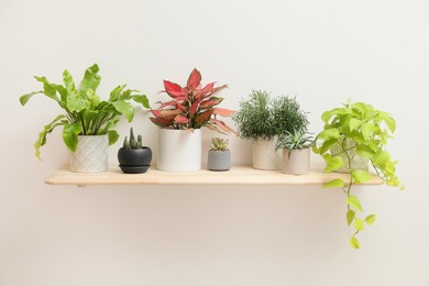 Photo of Shelf with many different houseplants on white wall