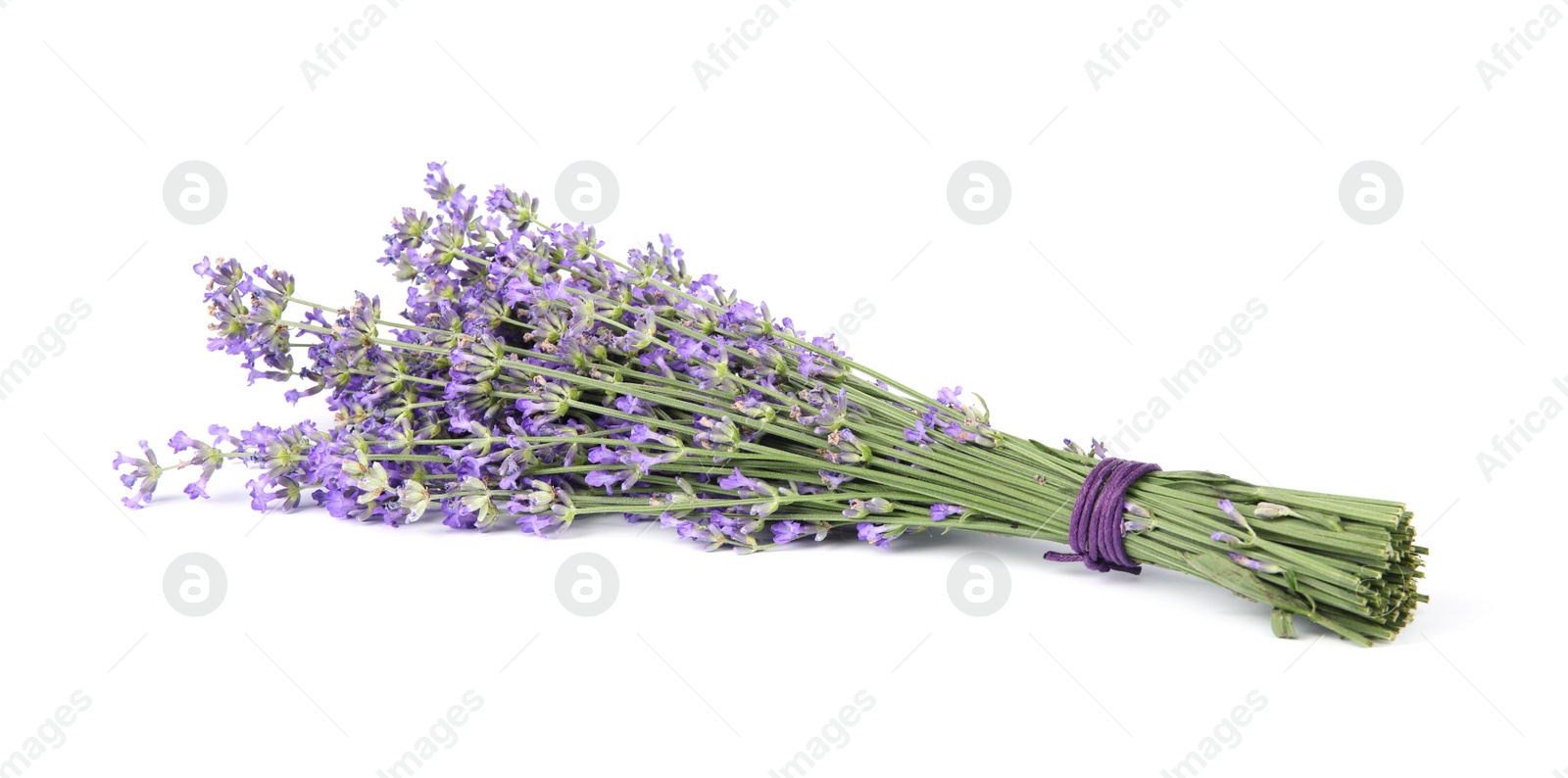 Photo of Beautiful tender lavender flowers on white background