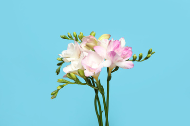 Photo of Beautiful blooming freesias on light blue background