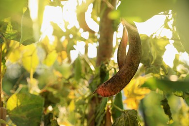 Photo of Beans growing outdoors on sunny day, closeup