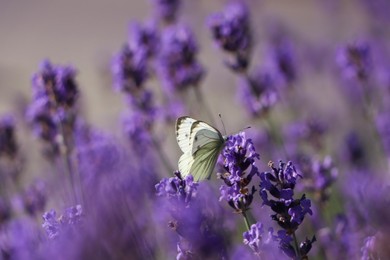Photo of Beautiful butterfly in lavender field on summer day