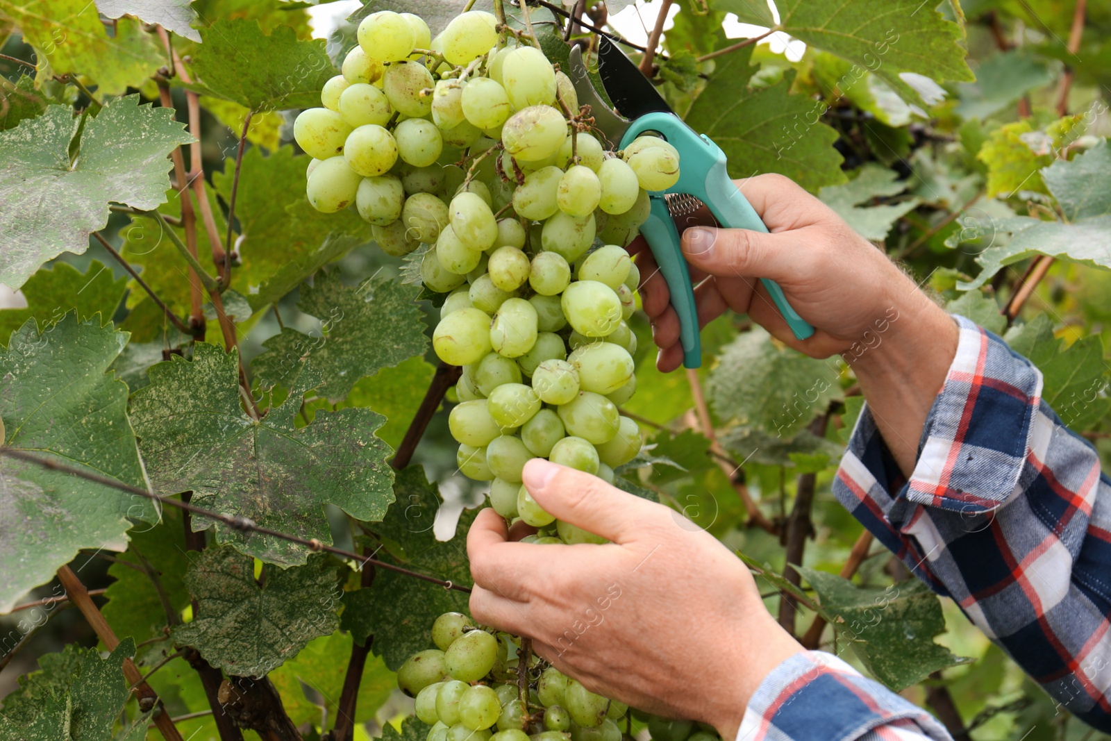 Photo of Farmer with secateurs picking ripe grapes in garden, closeup