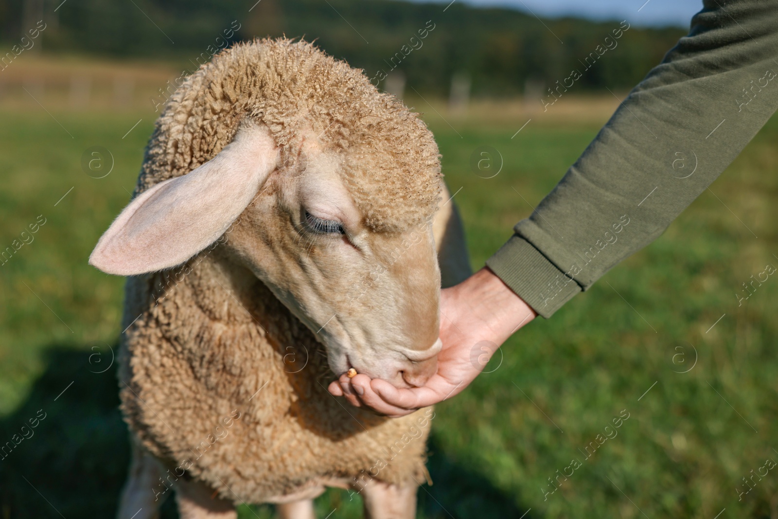 Photo of Man feeding sheep on pasture outdoors, closeup. Cute animal