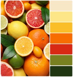 Image of Different ripe citrus fruits and color palette. Collage