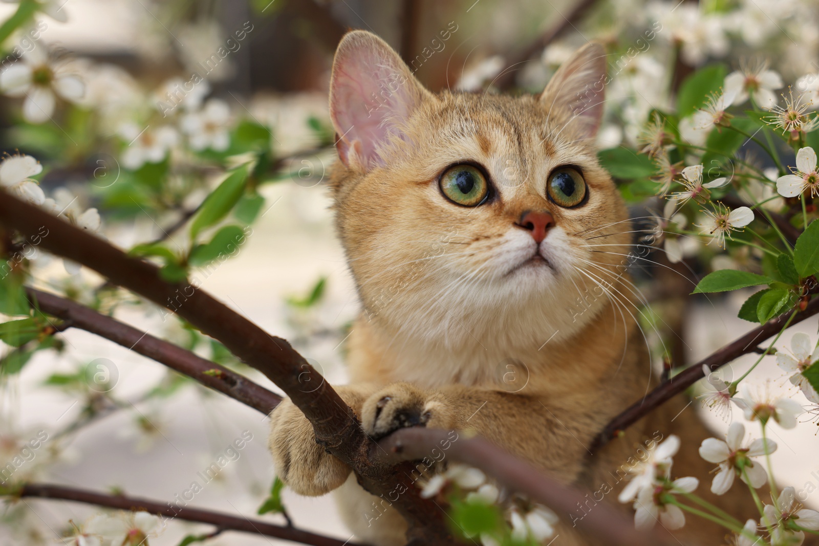 Photo of Cute cat among blossoming spring tree branches outdoors