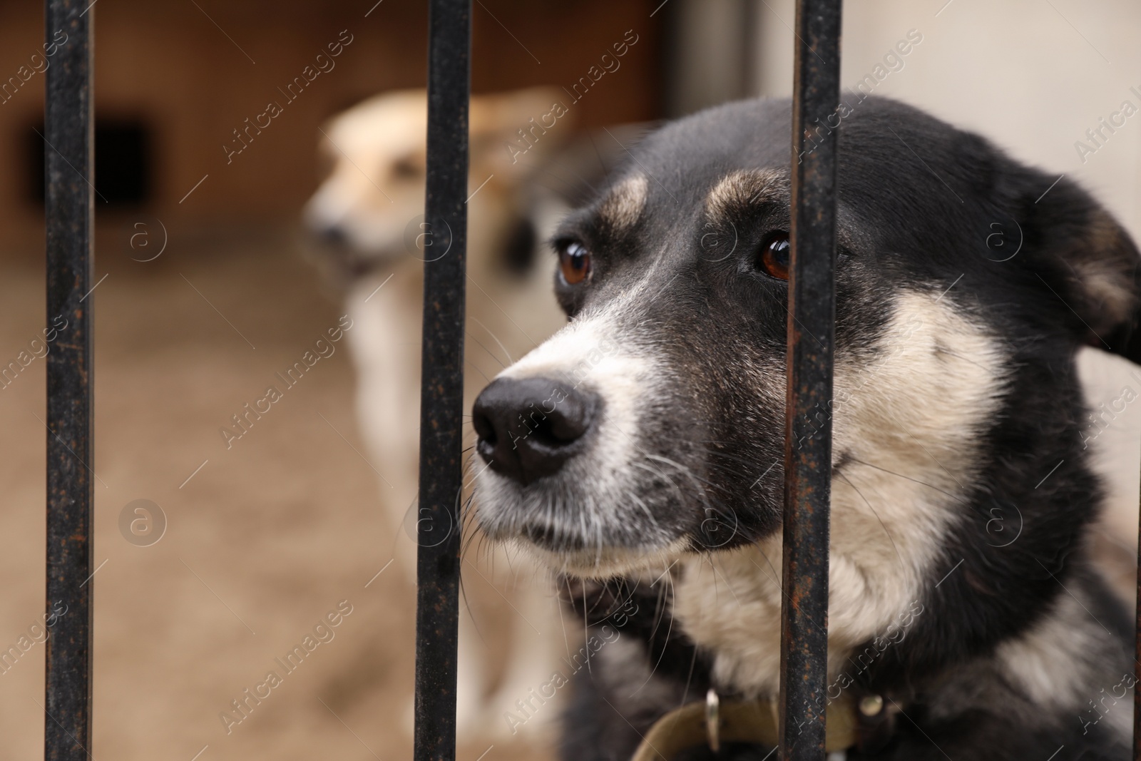 Photo of Homeless dogs in cage at animal shelter outdoors. Concept of volunteering