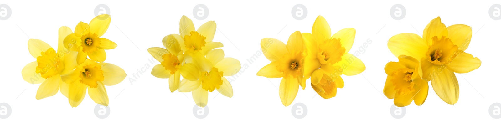 Image of Set with beautiful yellow daffodils on white background. Banner design