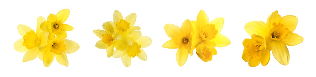 Image of Set with beautiful yellow daffodils on white background. Banner design