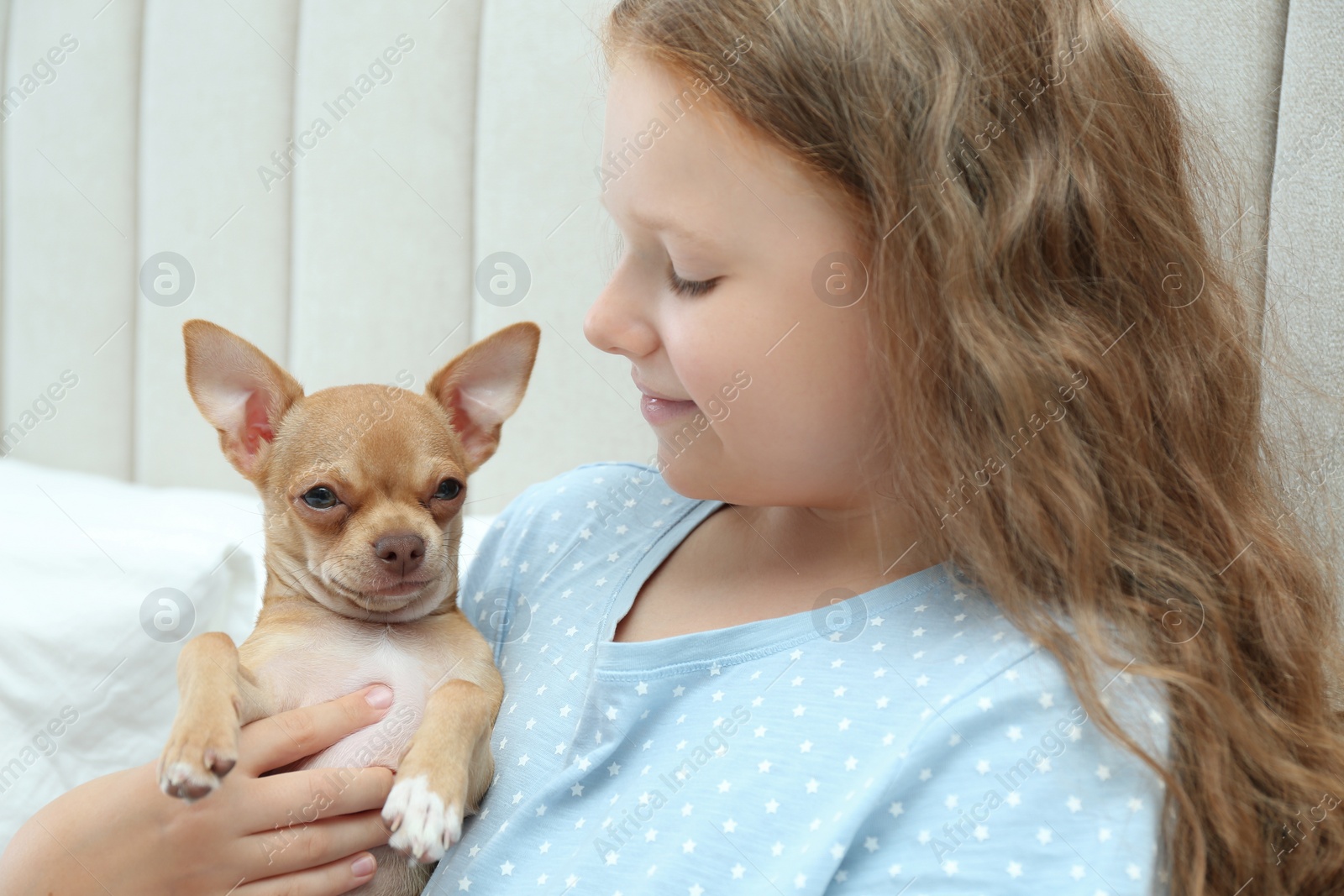 Photo of Little girl with her Chihuahua dog at home. Childhood pet