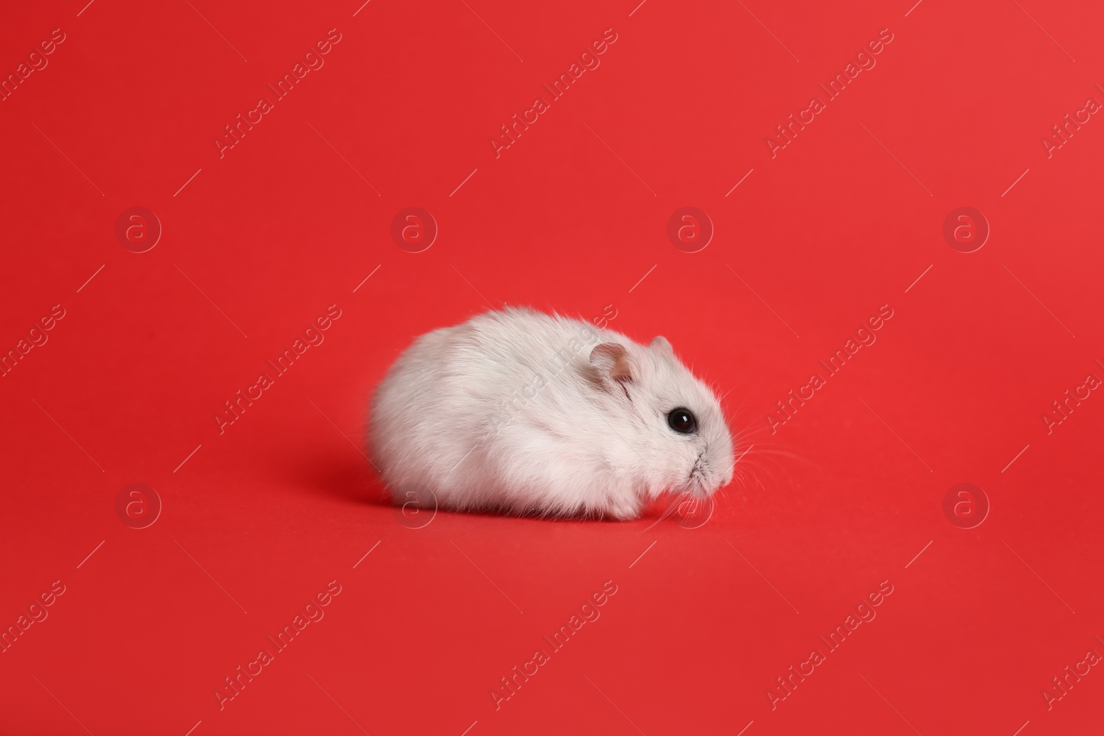 Photo of Cute funny pearl hamster on red background