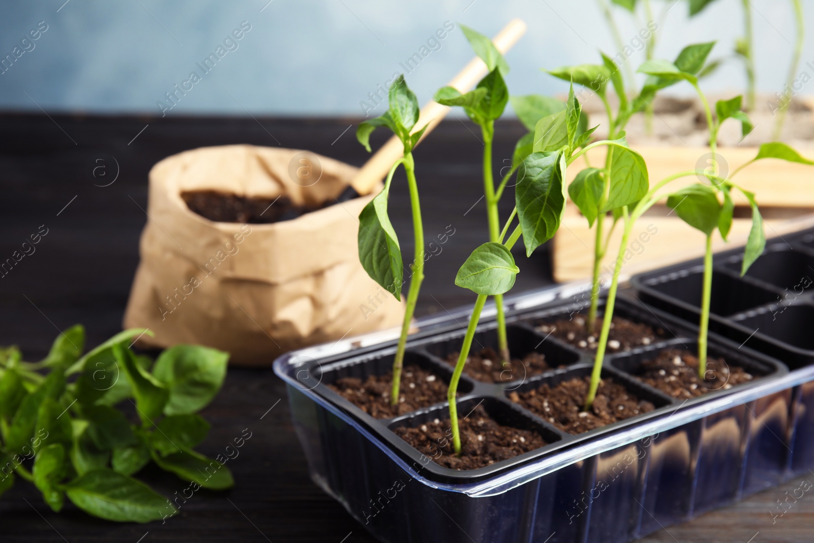 Photo of Vegetable seedlings in plastic tray on table