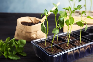 Vegetable seedlings in plastic tray on table