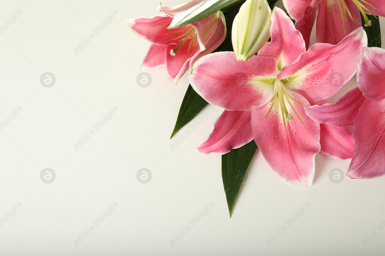Photo of Beautiful pink lily flowers on white table Space for text