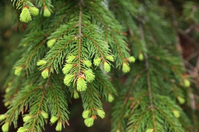 Photo of Closeup view of beautiful conifer tree with green branches