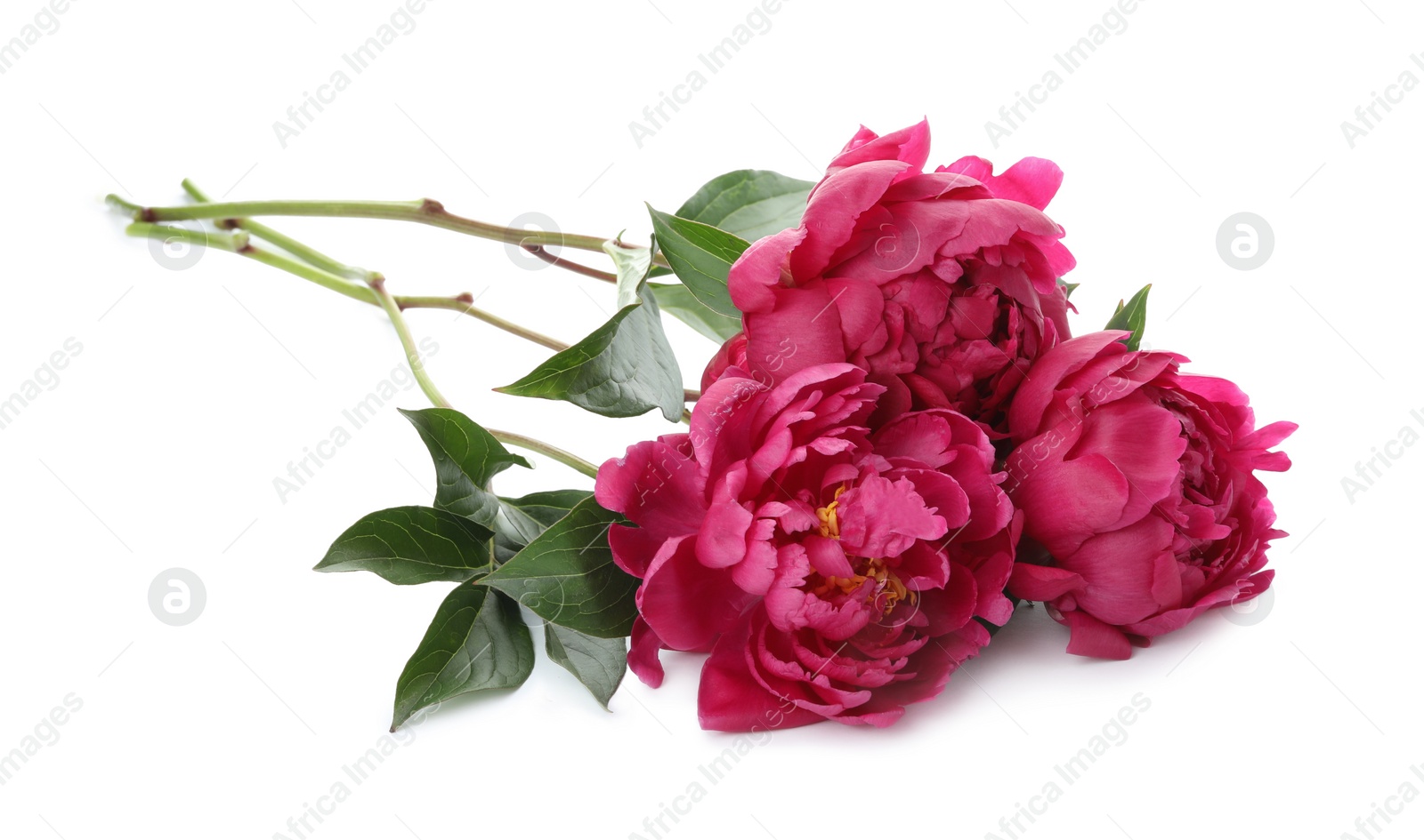 Photo of Bouquet of beautiful peonies on white background