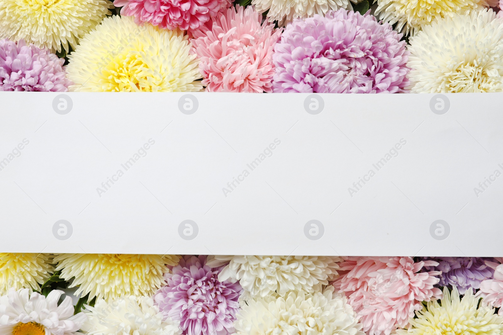 Photo of Beautiful aster flowers with sheet of paper and space for text, top view