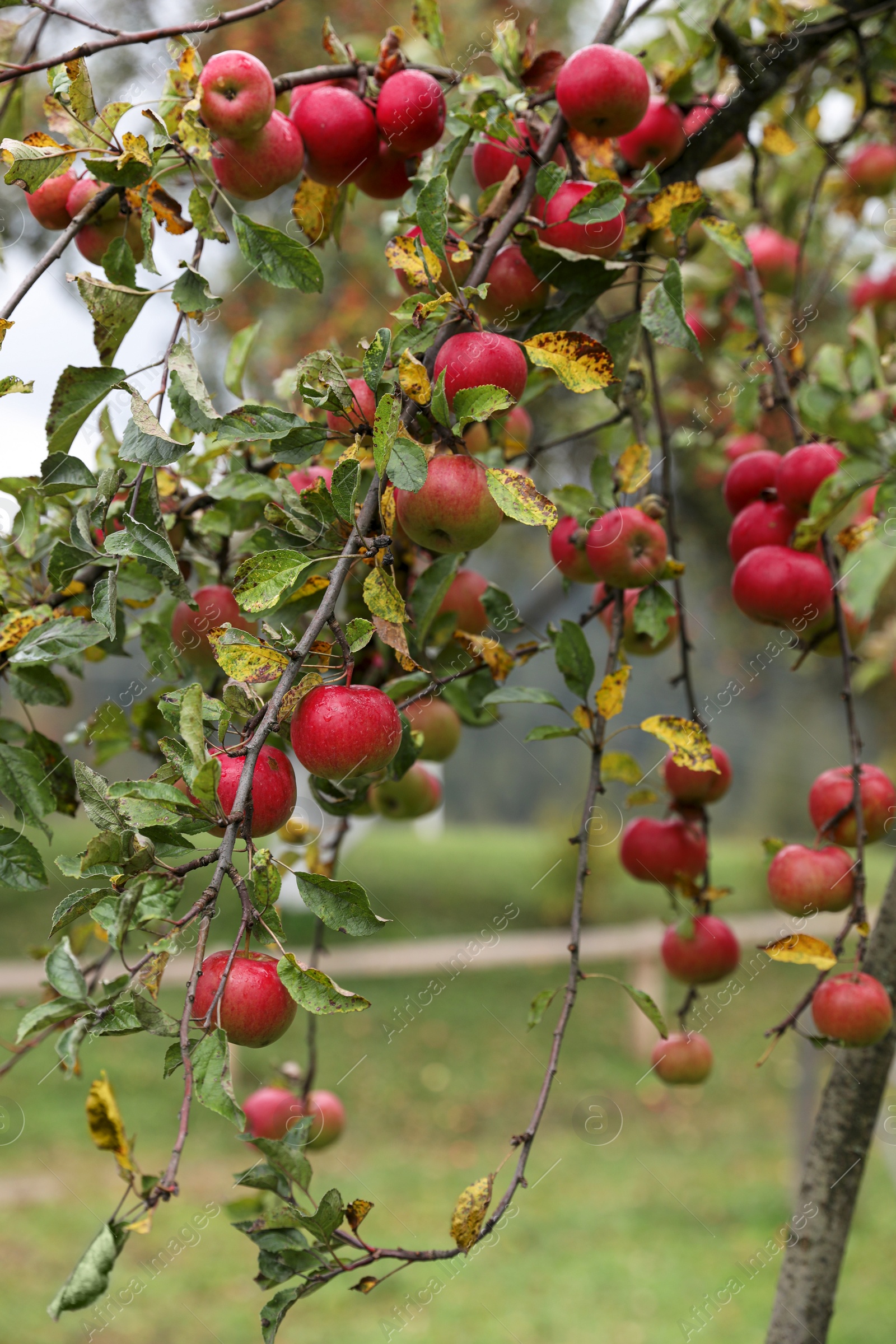 Photo of Delicious ripe red apples on tree in garden