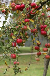 Delicious ripe red apples on tree in garden