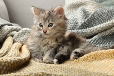 Cute kitten on knitted blanket. Baby animal