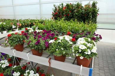 Many different beautiful potted plants in garden center