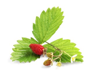 Wild strawberries, green leaves and flower isolated on white