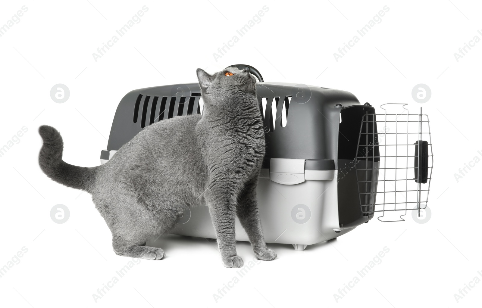 Photo of Adorable grey British Shorthair cat near carrier on white background