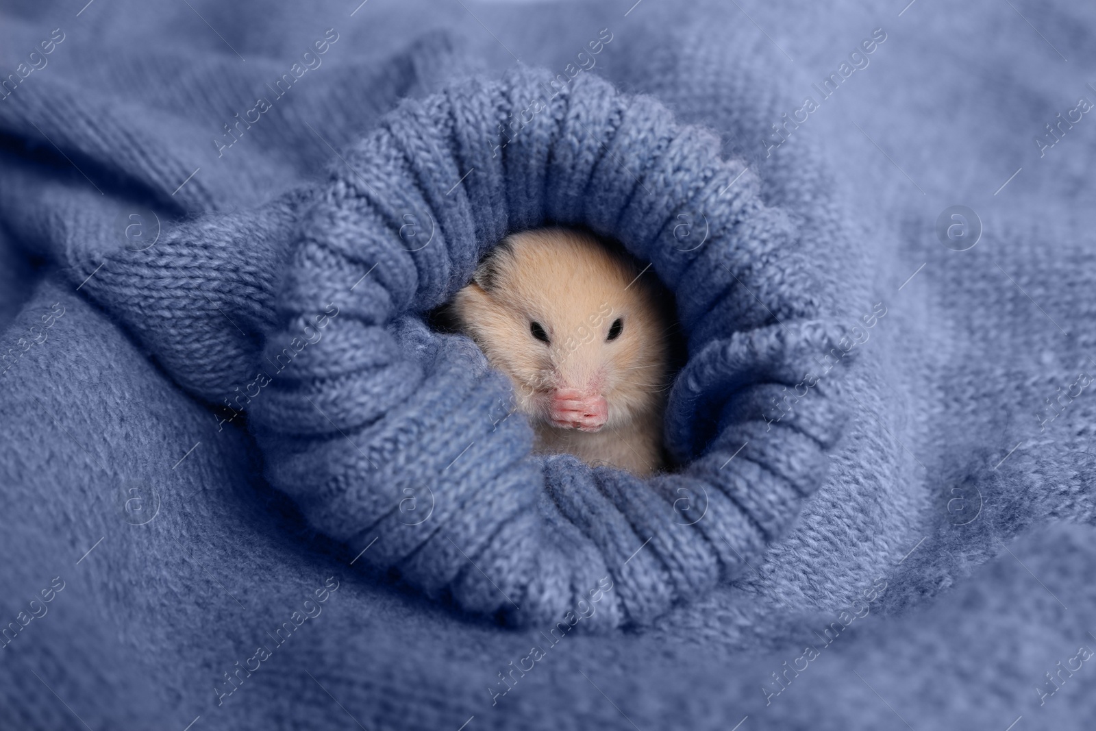 Photo of Cute little hamster in sleeve of blue knitted sweater