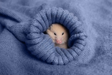 Photo of Cute little hamster in sleeve of blue knitted sweater