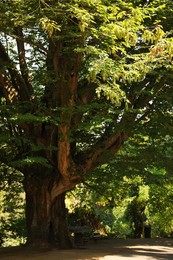 View of pathway and trees in park