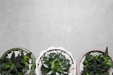 Photo of Beautiful Haworthia and Echeveria in pots on grey table, flat lay with space for text. Different house plants