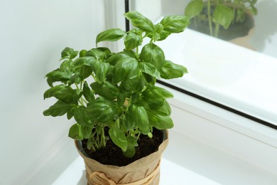 Fresh potted basil on windowsill indoors, closeup. Space for text