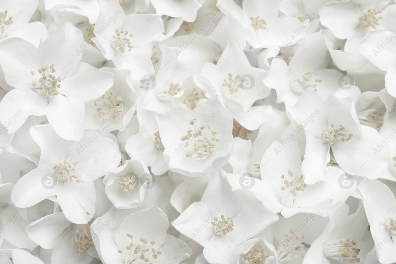Image of Closeup of beautiful white jasmine flowers, top view
