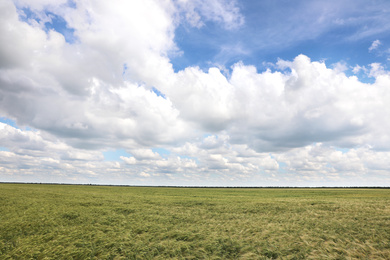 Photo of Agricultural field with ripening cereal crop on cloudy day