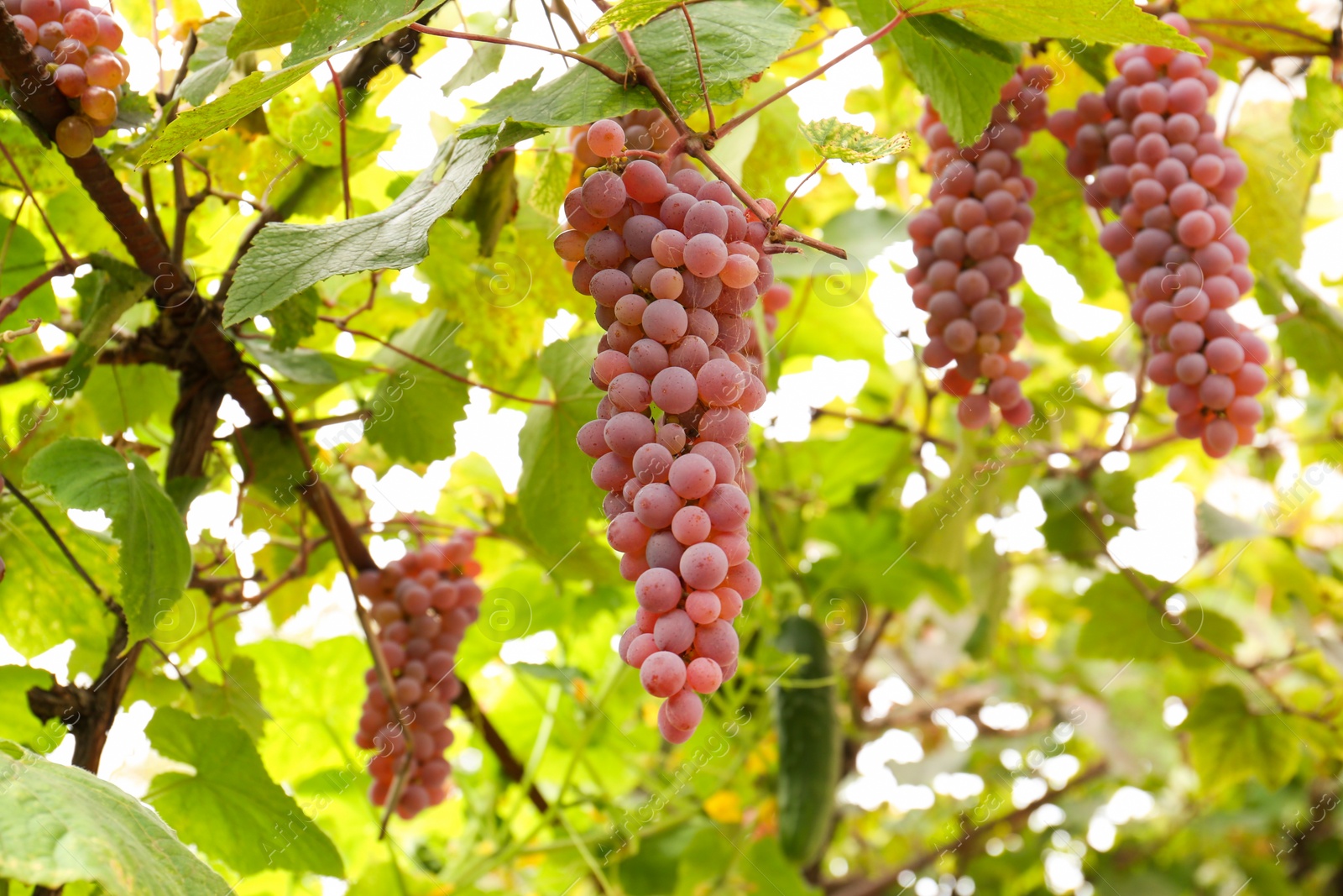 Photo of Beautiful tasty grapes growing in vineyard, closeup