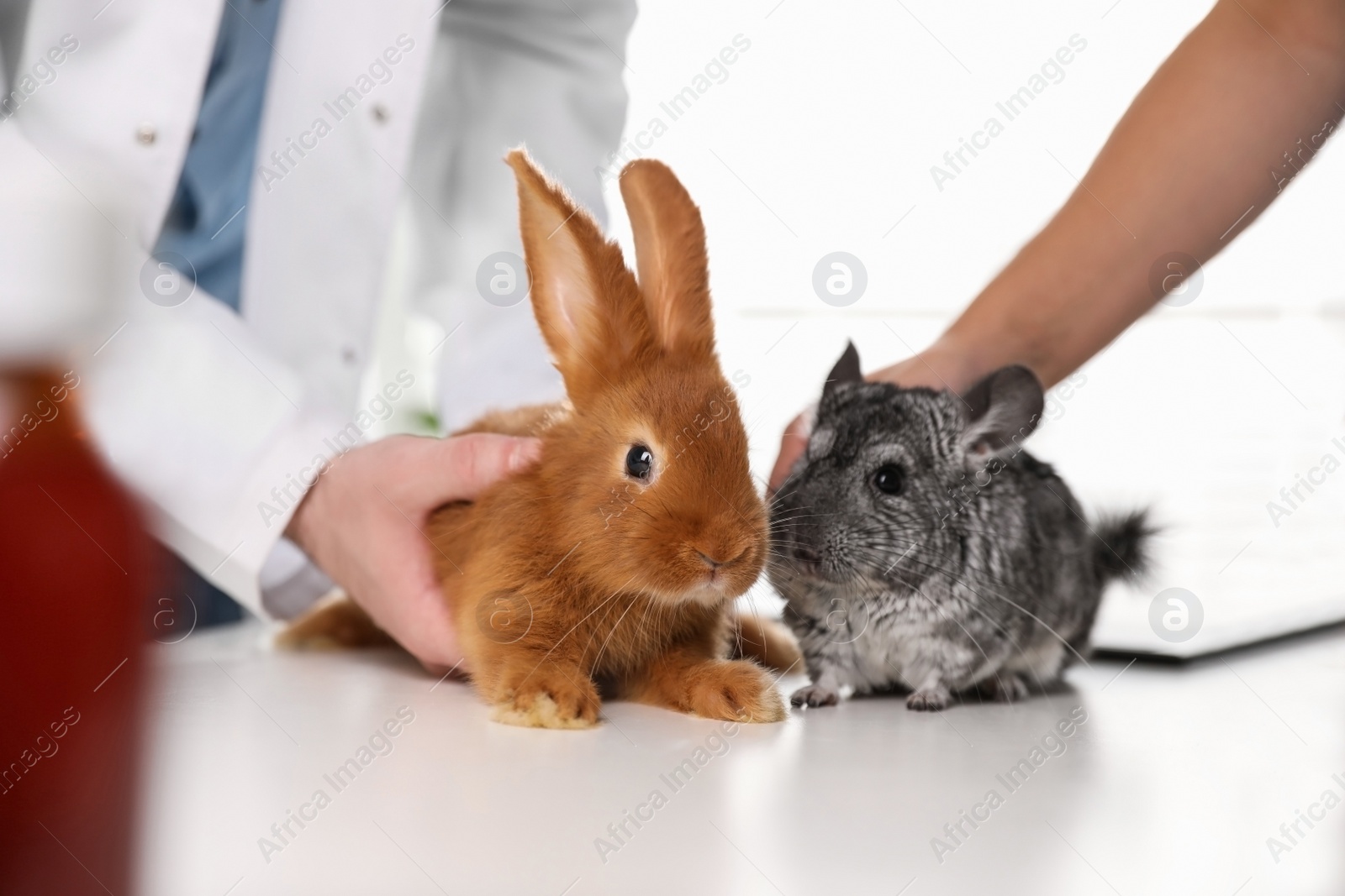 Photo of Professional veterinarians examining bunny and chinchilla in clinic, closeup