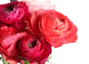 Photo of Beautiful fresh ranunculus flowers on white background, closeup