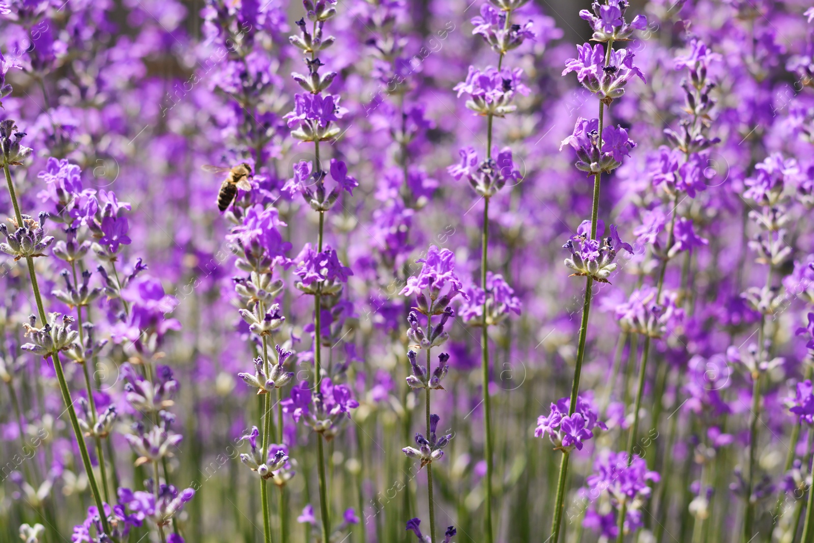 Photo of Beautiful lavender flowers growing in field, closeup