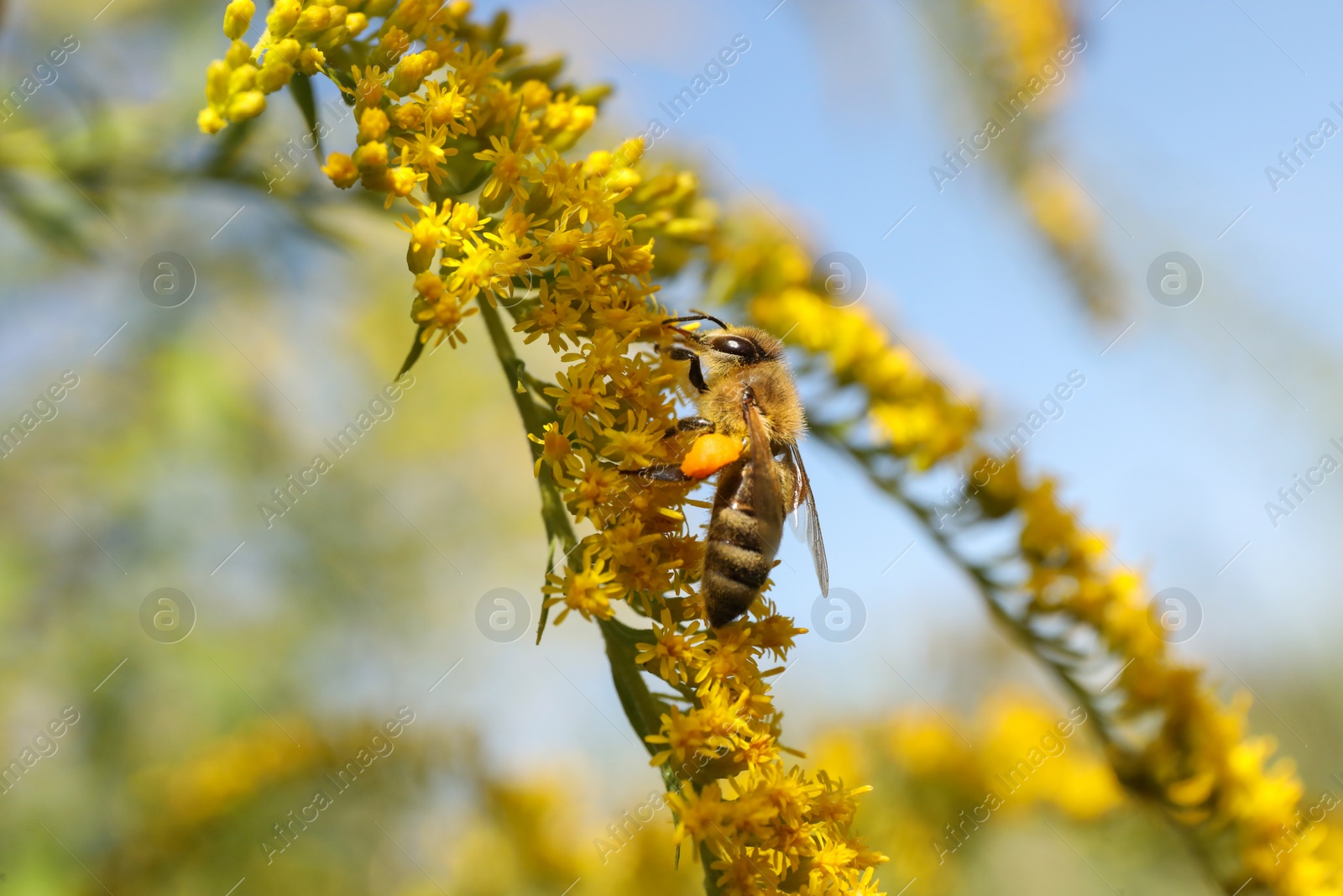 Photo of Honeybee collecting nectar from yellow flowers outdoors, closeup