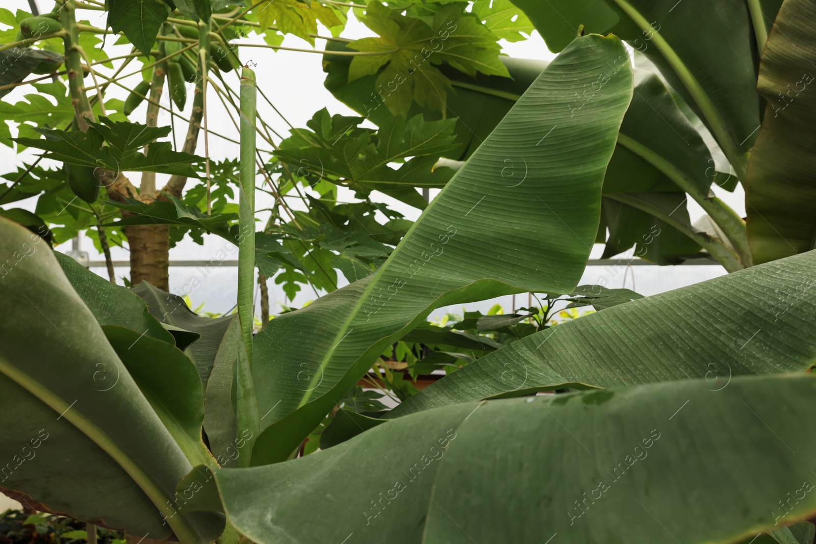 Photo of Beautiful banana tree with lush leaves growing in greenhouse, closeup