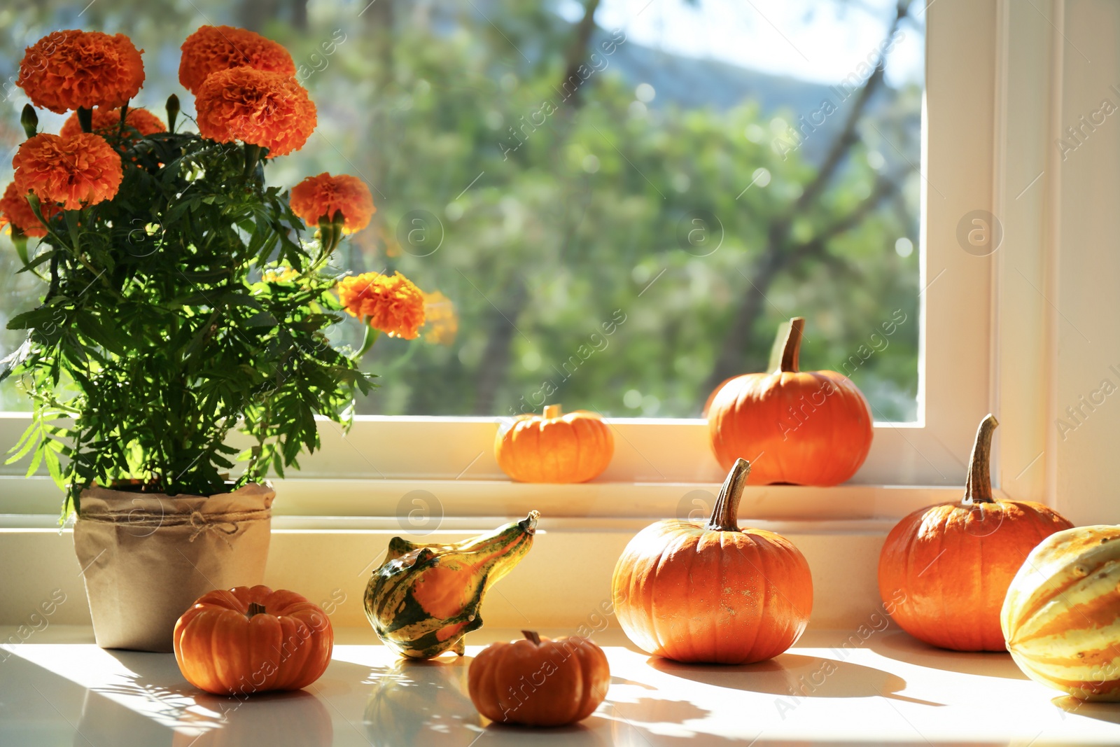 Photo of Many whole ripe pumpkins and potted flowers on windowsill indoors