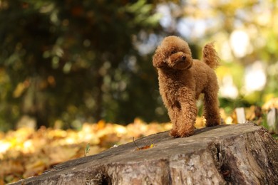 Photo of Cute Maltipoo dog on tree stump in autumn park, space for text