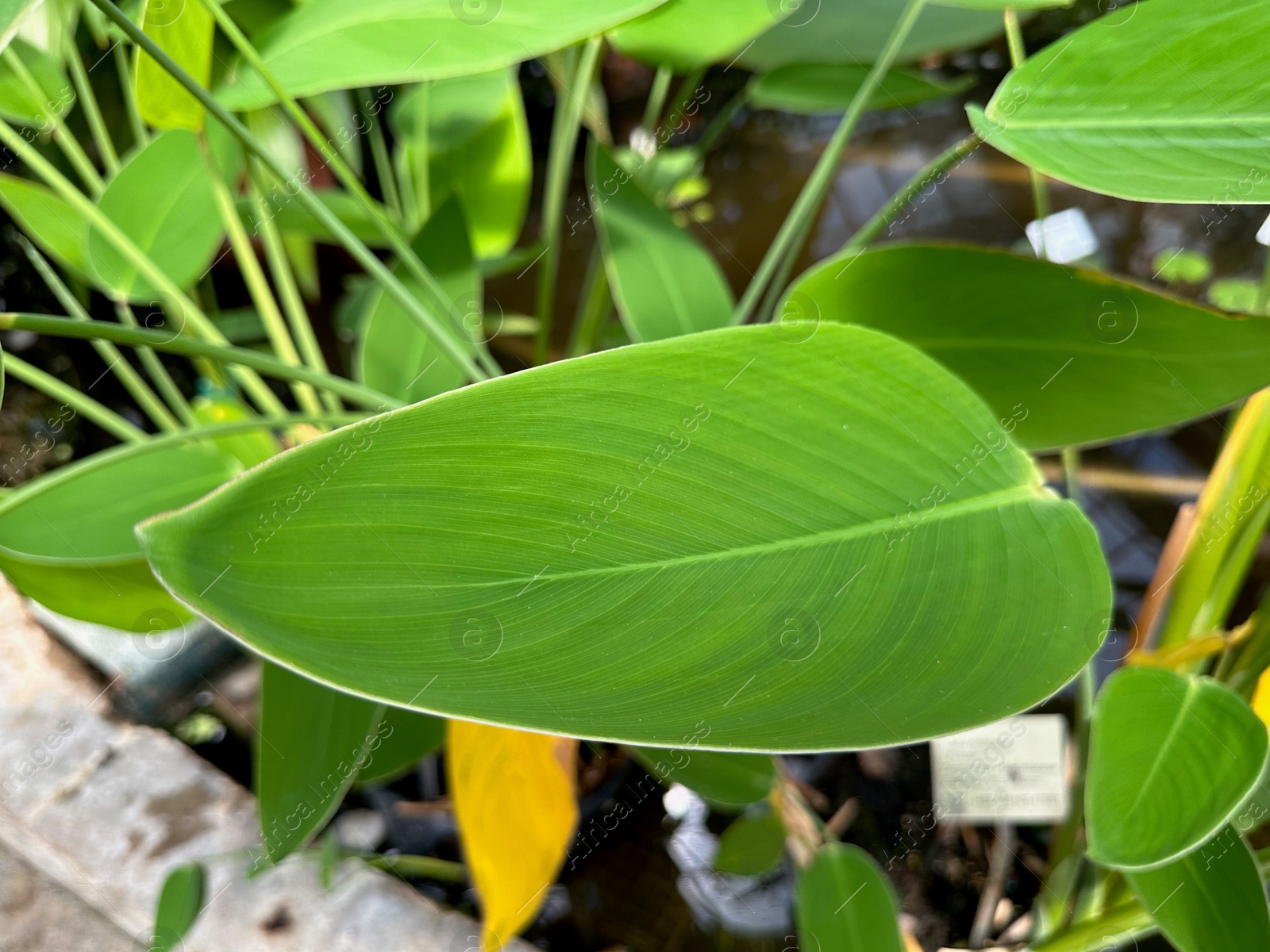 Photo of Thalia dealbata plant with green leaves growing in botanical garden, closeup