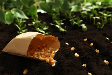 Photo of Paper bag with corn seeds on soil. Vegetables growing