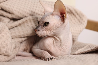 Photo of Beautiful Sphynx cat wrapped in soft blanket at home, closeup. Lovely pet