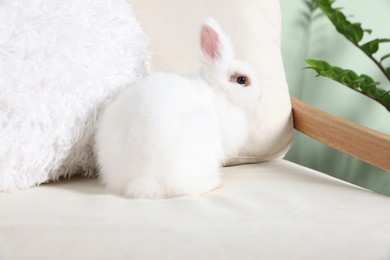 Photo of Fluffy white rabbit on sofa indoors. Cute pet