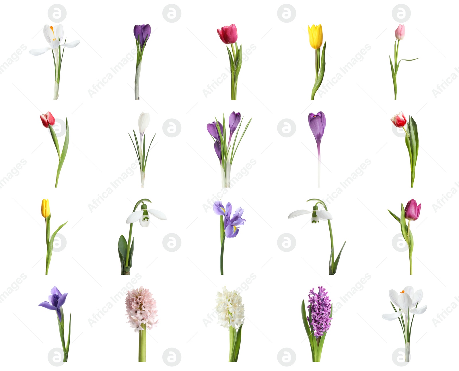 Image of Collage with beautiful spring flowers on white background.